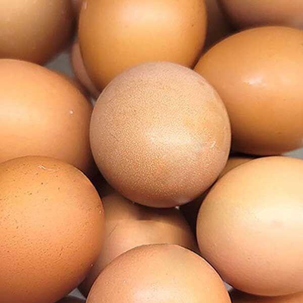 Boiled Egg